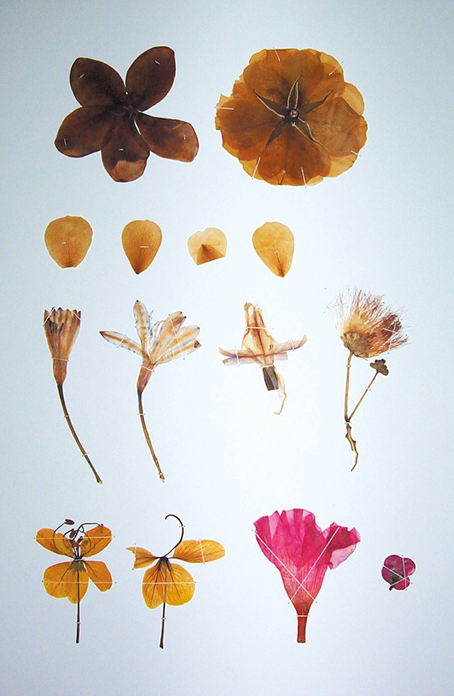 andrew stumpfel herbarium page